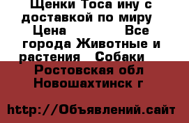 Щенки Тоса-ину с доставкой по миру › Цена ­ 68 000 - Все города Животные и растения » Собаки   . Ростовская обл.,Новошахтинск г.